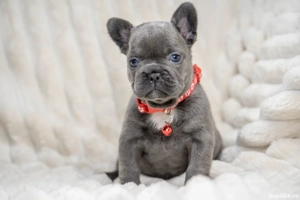 Bulldog Francez - blue ochișorii albaștrii - posibilitate transport - buldog francez  - imagine 4