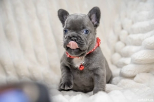 Bulldog Francez - blue ochișorii albaștrii - posibilitate transport - buldog francez 