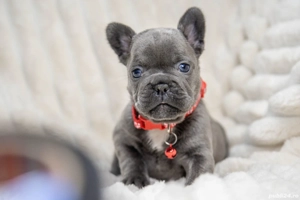 Bulldog Francez - blue ochișorii albaștrii - posibilitate transport - buldog francez  - imagine 3