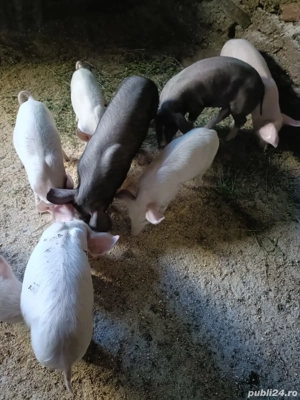 purcei marele alb si bazna