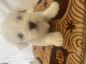 Cățeluși de vânzare