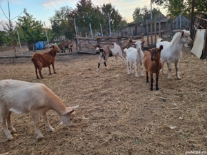 vand   schimb capre si iezi