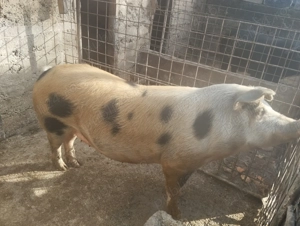 De vânzare scroafa  - imagine 2 De vânzare scroafa  - imagine 2