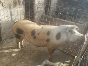 De vânzare scroafa  - imagine 3 De vânzare scroafa  - imagine 3