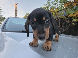 Catei teckel (fetite teckel ,Dachshund)
