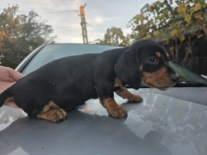 Catei teckel (fetite teckel ,Dachshund) - imagine 4