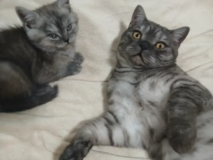 Vand puiuti british blak tabby smoke - imagine 3