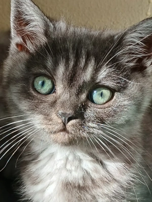 Vand puiuti british blak tabby smoke