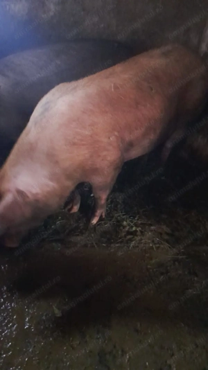 Vand 2 porci de 140 si 170 de kg - imagine 2