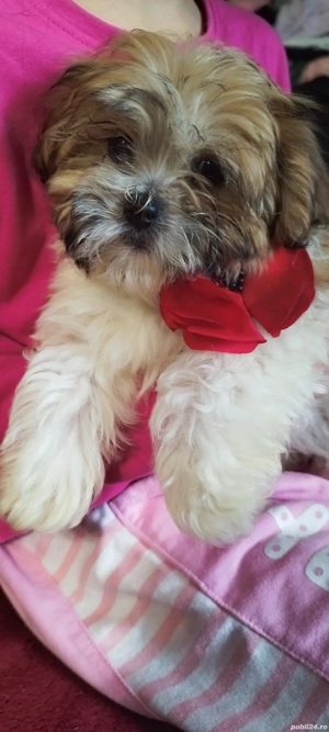 bichon havanez Suceava cățel cățelușă - imagine 2