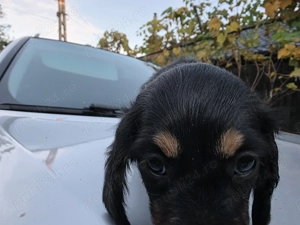 Catei teckel (fetite teckel ,Dachshund)