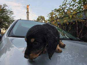 Catei teckel (fetite teckel ,Dachshund) - imagine 2 Catei teckel (fetite teckel ,Dachshund) - imagine 2