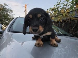 Catei teckel (fetite teckel ,Dachshund) - imagine 3 Catei teckel (fetite teckel ,Dachshund) - imagine 3