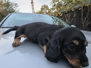 Catei teckel (fetite teckel ,Dachshund) - imagine 4 Catei teckel (fetite teckel ,Dachshund) - imagine 4