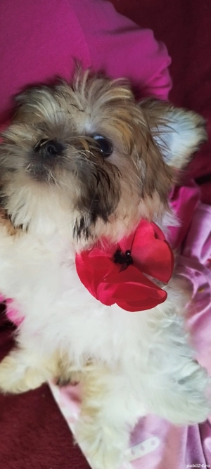 bichon havanez Suceava cățel cățelușă