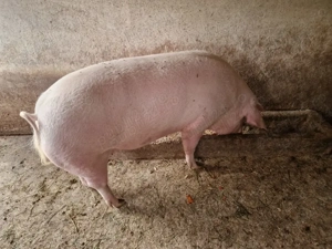 Scroafa de vanzare - imagine 2