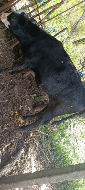 viței de vânzare  - imagine 3