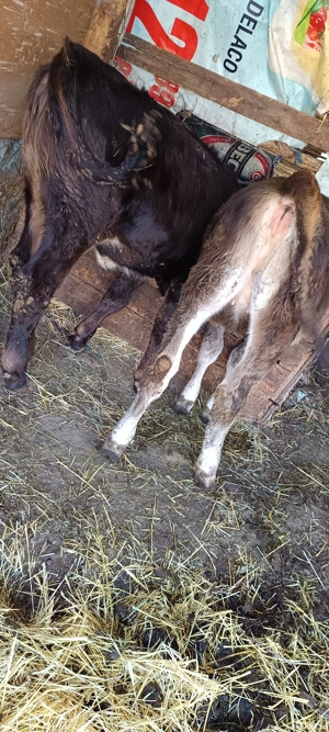 viței de vânzare  - imagine 5