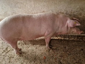 Scroafa de vanzare - imagine 3