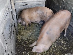 Pentru Crăciun! sat. Rași.