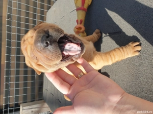 Shar pei adorabili  - imagine 4 Shar pei adorabili  - imagine 4