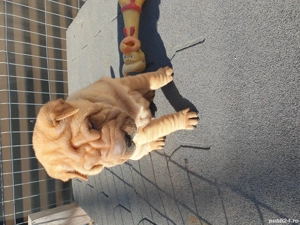 Shar pei adorabili  - imagine 5 Shar pei adorabili  - imagine 5