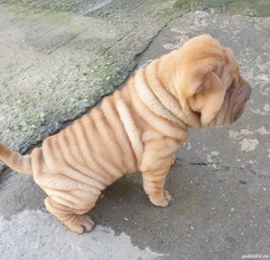 Shar pei adorabili  - imagine 3 Shar pei adorabili  - imagine 3