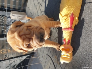 Shar pei adorabili  - imagine 2 Shar pei adorabili  - imagine 2