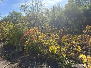 Casă cu teren 3.000 mp   vie, livadă, utilități, acte în regulă! - imagine 4