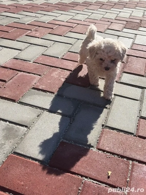 bichon maltez 6 saptamani deparazitati - imagine 3