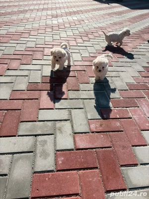 bichon maltez 6 saptamani deparazitati - imagine 4