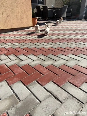 bichon maltez 6 saptamani deparazitati