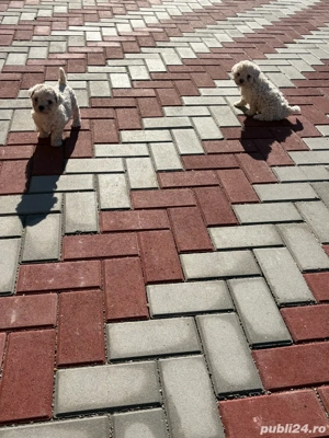 bichon maltez 6 saptamani deparazitati - imagine 5