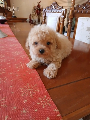 Pui rasa Maltipoo de calitate, cu garanție medicală - imagine 3