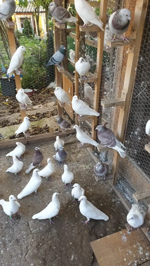 Ocazie! Vand voiajori albi pentru nunti si voiajori concurs vaccinati! - imagine 3