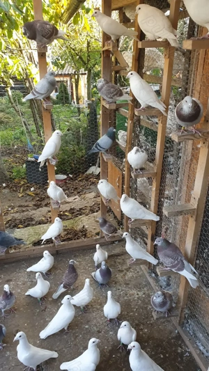 Ocazie! Vand voiajori albi pentru nunti si voiajori concurs vaccinati! - imagine 2