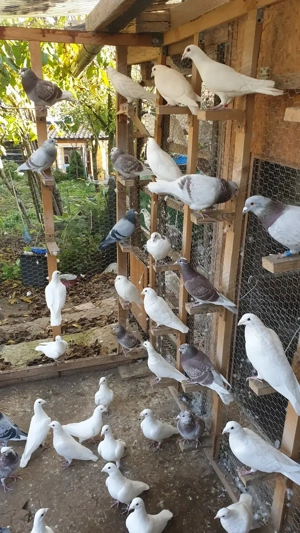 Ocazie! Vand voiajori albi pentru nunti si voiajori concurs vaccinati! - imagine 5