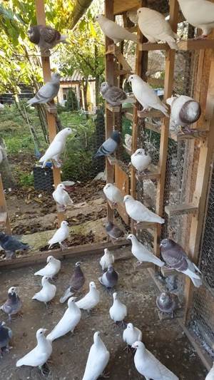 Ocazie! Vand voiajori albi pentru nunti si voiajori concurs vaccinati! - imagine 4