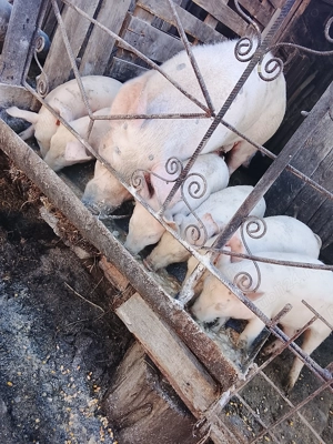 Vând Purcei frumoși de carne Landras - imagine 2