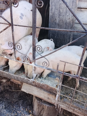 Vând Purcei frumoși de carne Landras - imagine 3