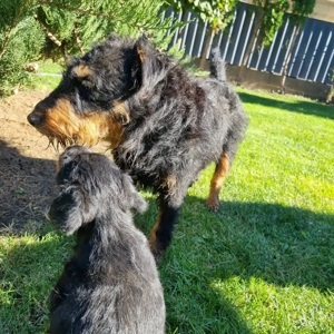 Căței jagdterrier - imagine 3