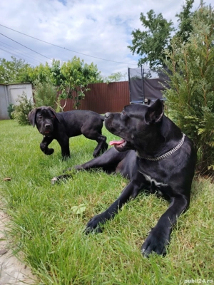 Cane corso talie mare