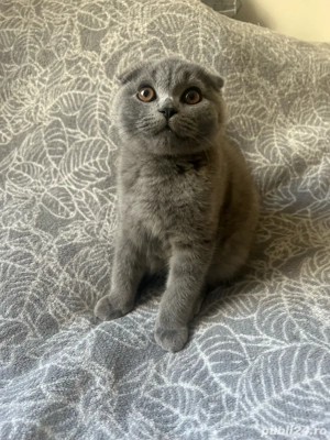 Scottish Fold