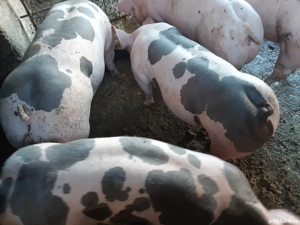 porci de carne pentru Crăciun  - imagine 4