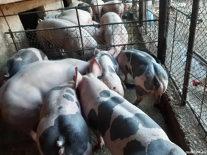 porci de carne pentru Crăciun  - imagine 5