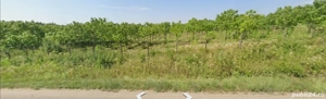 Teren cu plantatie de Paulownia - imagine 5