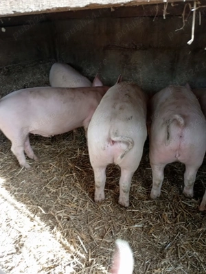 Vând grasuni marele alb