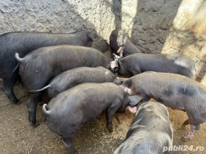purcei de vanzare - imagine 3