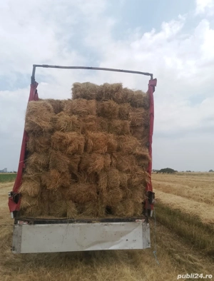 De vânzare la alegere unu dintre ei, baloți de fân,porici 2 3 luni si porci de Crăciun