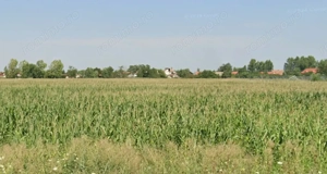 Teren intravilan 25000 mp  Tamaseu - langa DN19  - imagine 2